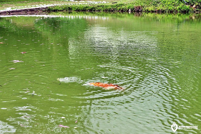 Chalé de 16 Pessoas em Ubatuba
